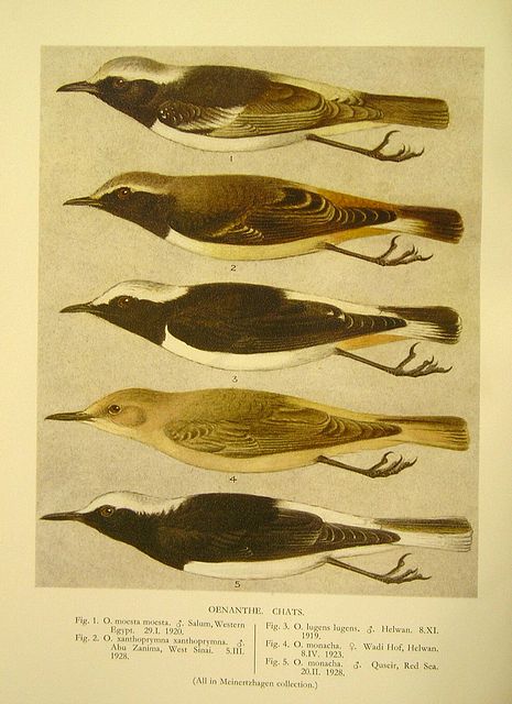 NICOLL'S BIRDS OF EGYPT.